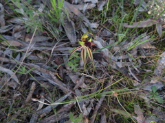Caladenia toxochila