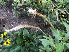 Veronicastrum virginicum