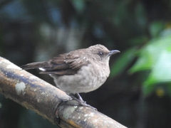 Turdus ignobilis