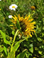 Pentanema orientale