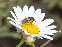 Lasioglossum viride
