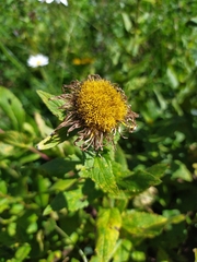 Pentanema orientale
