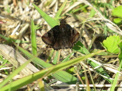 Eretis umbra umbra