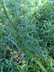 Pedicularis lanceolata