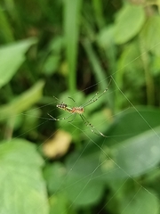 Leucauge decorata