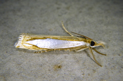 Crambus watsonellus