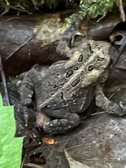 Anaxyrus fowleri