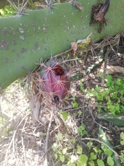 Acanthocereus tetragonus