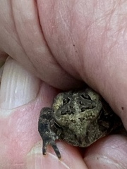 Anaxyrus fowleri