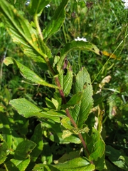 Pentanema orientale