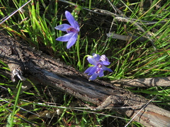Pheladenia deformis
