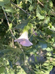 Calystegia sepium spectabilis