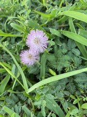 Mimosa strigillosa