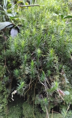 Polytrichum formosum