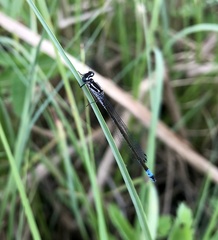 Coenagrion pulchellum