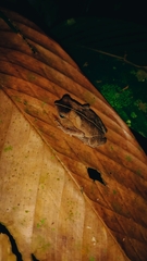 Rhinella margaritifera