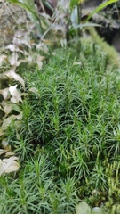 Polytrichum formosum