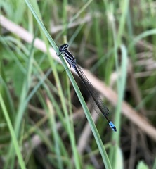 Coenagrion pulchellum