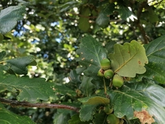 Quercus petraea