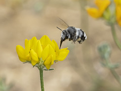 Anthophora alluaudi