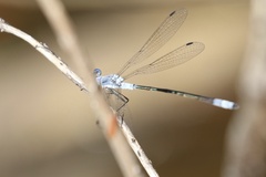 Lestes disjunctus