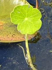 Hydrocotyle umbellata