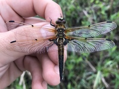 Libellula quadrimaculata