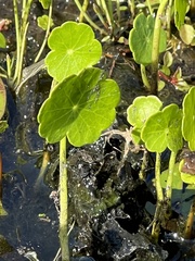 Hydrocotyle umbellata