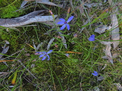 Pheladenia deformis