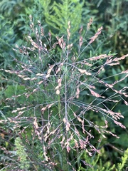 Panicum virgatum