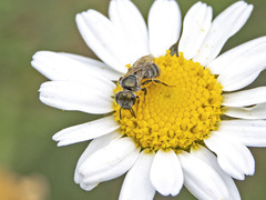 Halictus concinnus