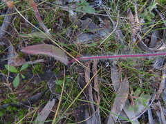 Caladenia toxochila