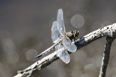 Libellula quadrimaculata
