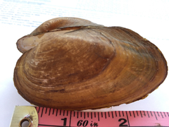 Uniomerus tetralasmus