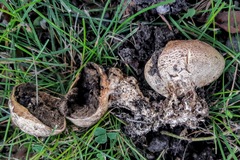 Scleroderma