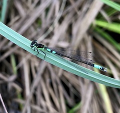 Coenagrion armatum