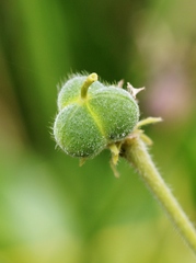 Dalechampia caperonioides