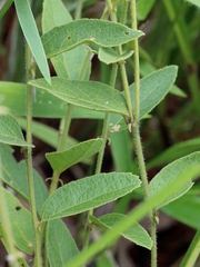Dalechampia caperonioides