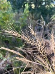 Elymus riparius
