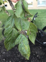 Malus prunifolia