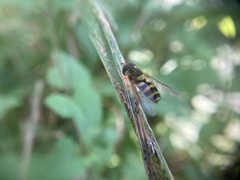 Syrphus knabi