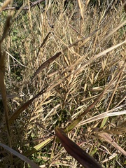 Elymus riparius