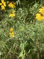 Coreopsis