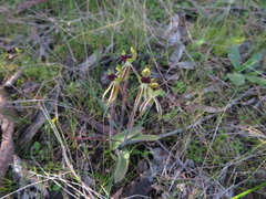 Caladenia toxochila