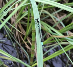 Coenagrion armatum