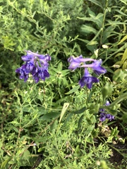 Delphinium barbeyi