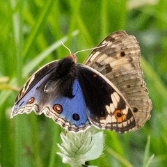 Junonia orithya wallacei