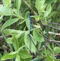 Coenagrion hastulatum