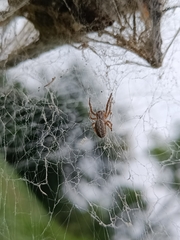 Stegodyphus sarasinorum