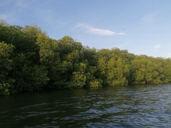 Rhizophora mangle